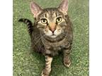 Adopt Princess Sheba a Domestic Shorthair / Mixed cat in Bountiful