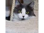 Adopt Tonya a Domestic Longhair / Mixed cat in Bountiful, UT (38922382)
