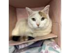 Adopt Bo a Domestic Shorthair / Mixed cat in Bountiful, UT (38922376)