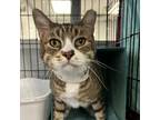 Adopt Bug a Domestic Shorthair / Mixed cat in Bountiful, UT (38922375)