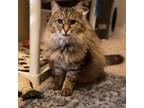 Adopt Barney a Maine Coon / Mixed cat in Bountiful, UT (38922372)