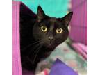 Adopt Boomer a Domestic Shorthair / Mixed cat in Bountiful, UT (38922369)