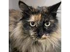 Adopt Sadie a Domestic Longhair / Mixed cat in Bountiful, UT (38922367)