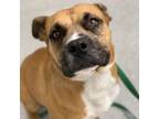 Adopt Gunner a Tan/Yellow/Fawn Pit Bull Terrier / Boxer / Mixed dog in LaGrange