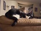 Adopt Kitty Kitty Meow Meow & Figeroa a Black & White or Tuxedo American