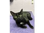 Adopt Winona a All Black Domestic Shorthair / Domestic Shorthair / Mixed cat in