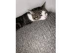 Adopt Enzo a Black & White or Tuxedo Domestic Shorthair / Mixed (short coat) cat