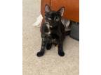 Adopt Cleo a Brown or Chocolate Domestic Shorthair / Domestic Shorthair / Mixed