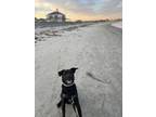 Adopt Milo a Black Labrador Retriever dog in Westport, MA (38922071)