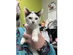 Adopt Jeffery a White Domestic Shorthair / Domestic Shorthair / Mixed cat in
