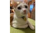 Adopt Julius a Orange or Red Tabby Domestic Mediumhair / Mixed (medium coat) cat