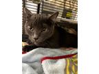 Adopt Violet a Gray or Blue Russian Blue (short coat) cat in Monmouth