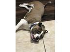 Adopt OZZY a Brindle - with White American Pit Bull Terrier / Mixed dog in