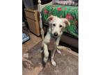 Adopt Jollie Ollie DFW a White Great Pyrenees / Border Collie dog in Statewide