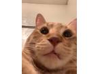 Adopt Fatboi a Orange or Red Tabby Domestic Shorthair / Mixed (short coat) cat