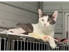 Adopt Thunder a Gray or Blue (Mostly) Domestic Shorthair (short coat) cat in