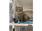 Adopt Bitty a Gray or Blue Domestic Shorthair / Domestic Shorthair / Mixed cat