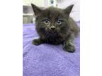 Adopt Mason a All Black Domestic Shorthair / Domestic Shorthair / Mixed cat in