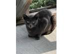 Adopt Eden a Gray or Blue Russian Blue (short coat) cat in Monmouth
