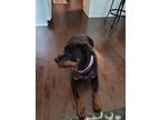 Adopt Bubbles a Black Rottweiler / Mixed dog in Cordova, TN (38921780)