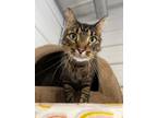 Adopt Homer a Tiger Striped Domestic Mediumhair (medium coat) cat in Monmouth