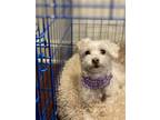 Adopt Vincent a White Maltipoo / Mixed dog in Jefferson, LA (38921757)