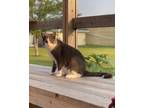 Adopt Harlem a Gray or Blue Domestic Mediumhair (medium coat) cat in Monmouth