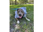 Adopt Vix a Brown/Chocolate - with White Pit Bull Terrier dog in Tampa