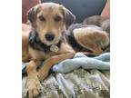 Adopt Buchanan a Schnauzer (Standard) dog in Tampa, FL (38921760)