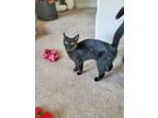 Adopt Freddie Rayburn a All Black Domestic Shorthair (short coat) cat in