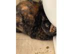 Adopt Andy a Tortoiseshell Domestic Mediumhair / Mixed (medium coat) cat in