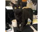 Adopt Soul a Domestic Shorthair / Mixed (short coat) cat in Troutdale