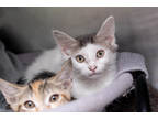 Adopt Egg Drop Soup a White Domestic Shorthair / Domestic Shorthair / Mixed cat