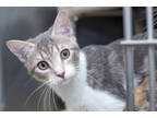 Adopt Lo Mein a White Domestic Shorthair / Domestic Shorthair / Mixed cat in
