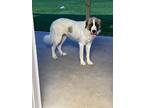 Adopt Francine a White - with Brown or Chocolate Great Pyrenees / Mixed dog in