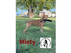 Adopt Misty a Tan/Yellow/Fawn - with White Catahoula Leopard Dog / American Pit