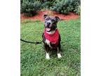Adopt BUDDY EBSEN a Brindle - with White Staffordshire Bull Terrier / Mixed dog