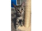 Adopt Queenie & Jacob - foster care a Tan or Fawn Tabby Domestic Shorthair