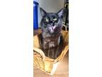 Adopt Yuumi a Black (Mostly) Domestic Mediumhair / Mixed cat in Vancouver