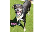 Adopt Tala a Black Labrador Retriever / Mixed dog in Kiln, MS (38921503)