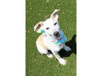 Adopt Jacie a Tan/Yellow/Fawn Mixed Breed (Large) / Mixed dog in Kiln