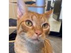 Adopt Lucky a Orange or Red Domestic Shorthair / Domestic Shorthair / Mixed cat