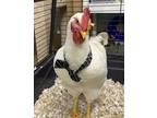 Adopt Napoleon a White Chicken / Chicken / Mixed bird in New Albany