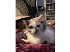 Adopt Willow a Calico or Dilute Calico Calico / Mixed (long coat) cat in