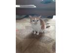 Adopt Remi a Tan or Fawn (Mostly) Domestic Shorthair / Mixed (short coat) cat in