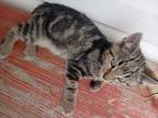 Adopt Stripes a Tiger Striped Domestic Shorthair / Mixed (short coat) cat in