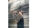 Adopt Yellow a Tan or Fawn Domestic Mediumhair / Mixed (medium coat) cat in