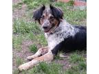 Adopt Henry a Australian Shepherd / Border Collie dog in La Crosse