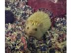 Adopt Henry a White Hedgehog / Mixed small animal in Westland, MI (38921252)