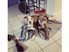 Adopt Bubba and Diesel a Black - with Tan, Yellow or Fawn American Pit Bull